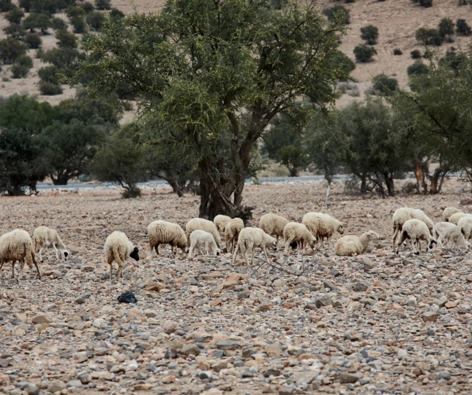 Sheep wool